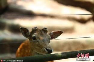 重庆动物园爆料视频最新 第3张 重庆动物园爆料视频最新 第3张